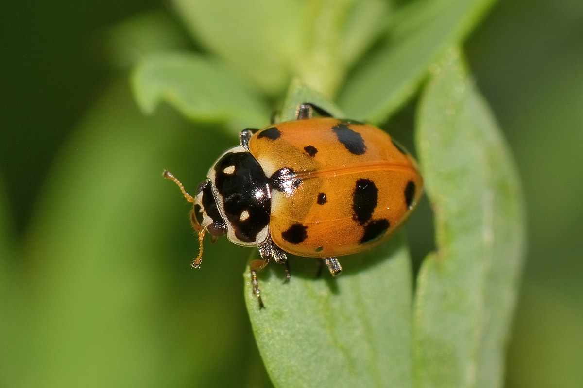 Metamorfosi di Hippodamia variegata, Coccinellidae